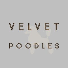 Velvet Poodles